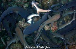 Whitetip reef shark feeding frenzy - night dive at Cocos ... by Michael Gallagher 